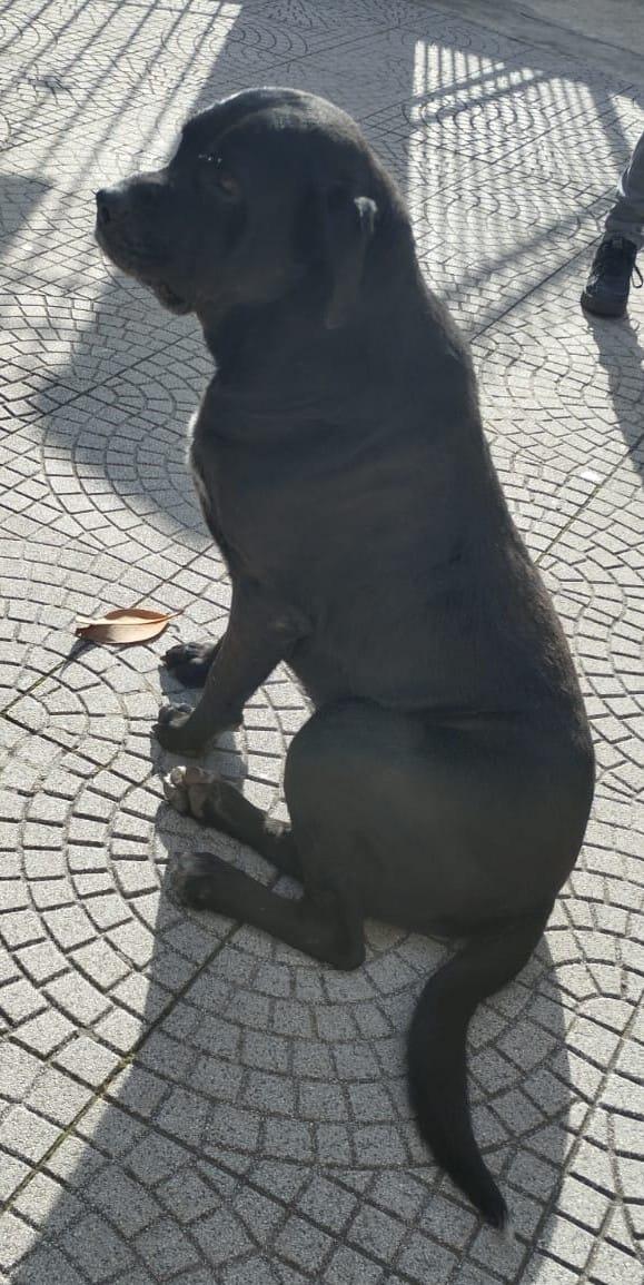 💔 Thor: Un gigante buono in cerca di amore 💔 Foto 9